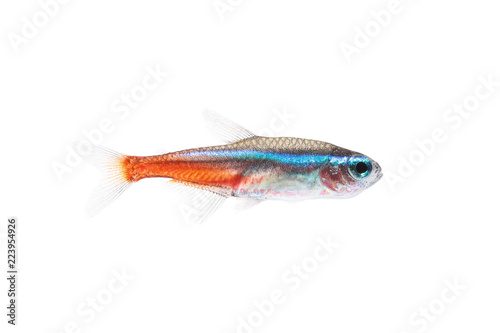 Neon Tetra Paracheirodon innesi freshwater tropical fish isolated