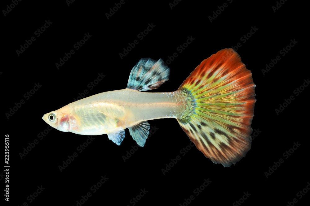 Fototapeta premium Guppy fish isolated on black background (Poecilia reticulata)