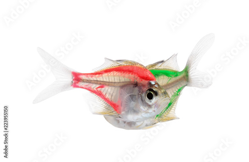  Aquarium fish, colorful fish isolate on white (Siames glassfish )