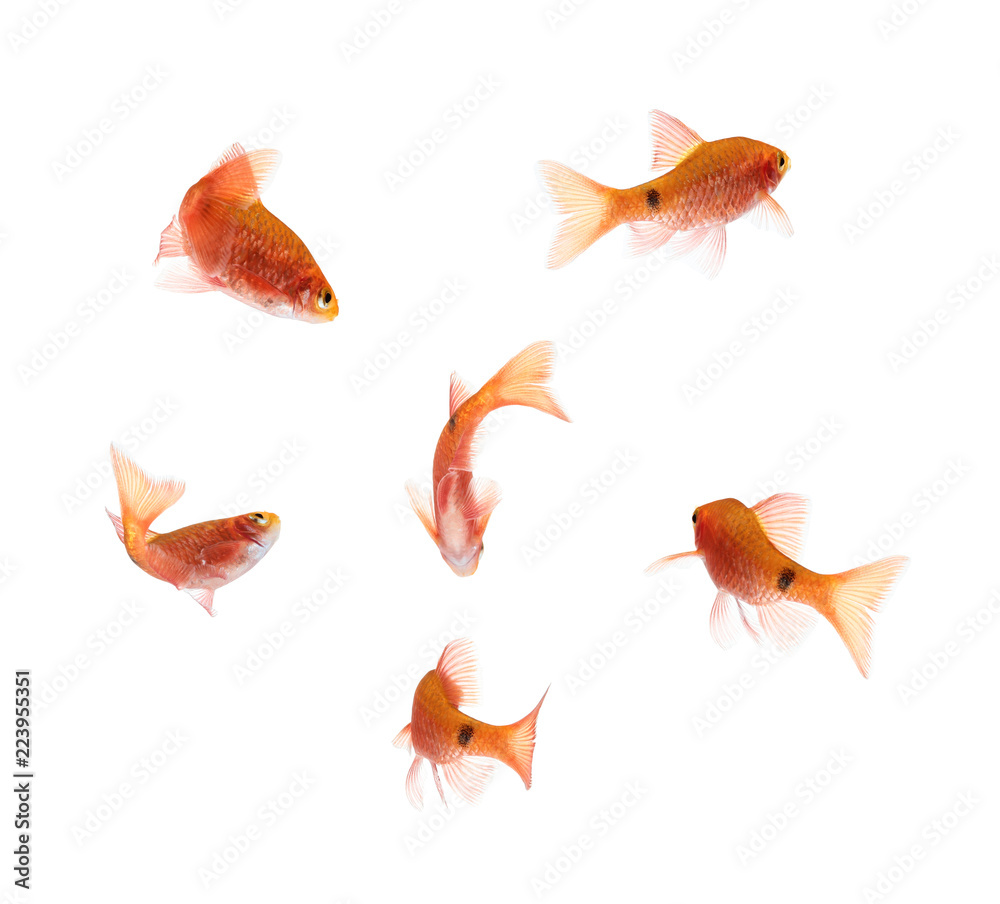 Fototapeta premium Aquarium fish, Rosy Barb ( Puntius conchonius)