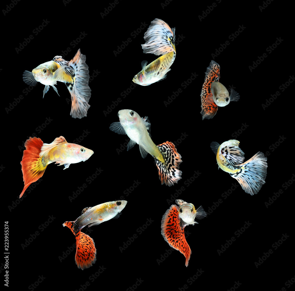 Guppy fish isolated on black background (Poecilia reticulata) Stock