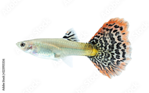 Guppy fish isolated on white background (Poecilia reticulata)