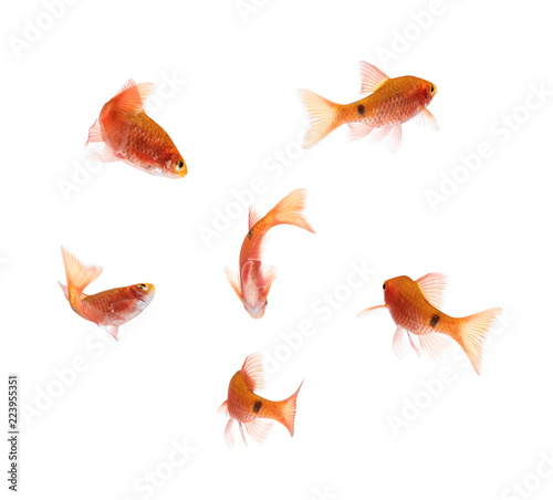 Aquarium fish, Rosy Barb ( Puntius conchonius)