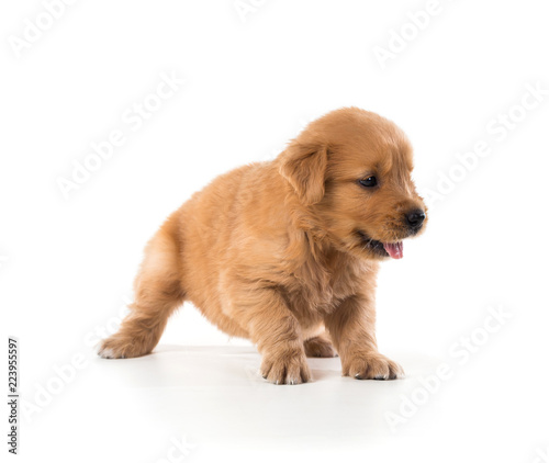 Cute Golden Retriever Puppy isolate on white background.