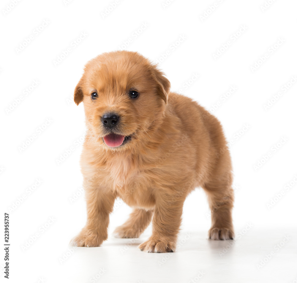 Fototapeta premium Cute Golden Retriever Puppy isolate on white background.