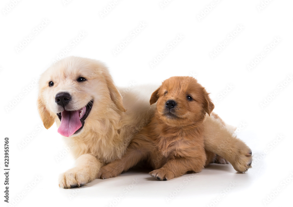 Cute Golden Retriever Puppy isolate on white background. Cute Golden Retriever Puppy isolate on white background.