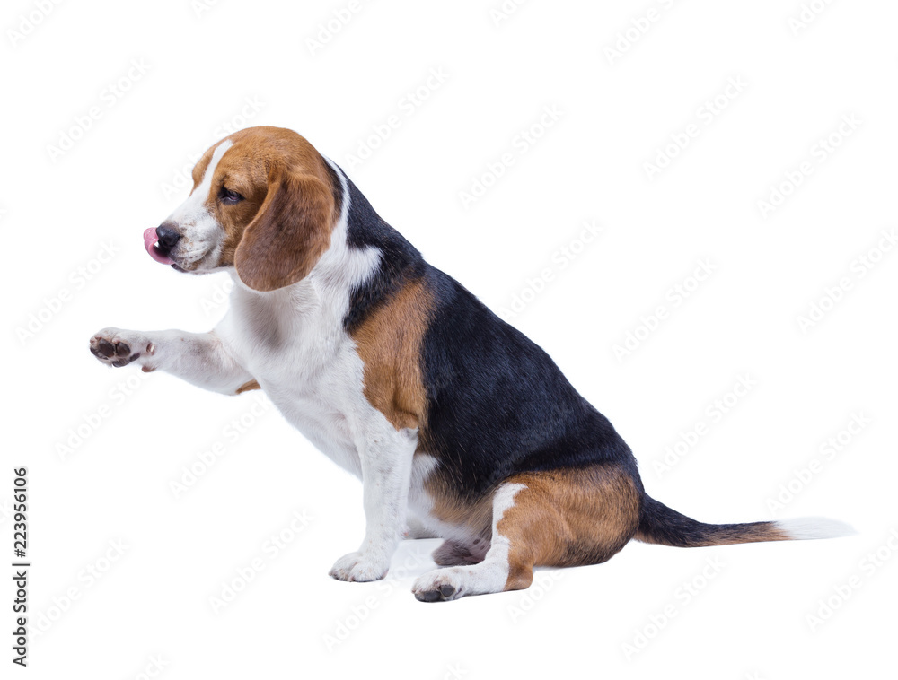 beagle dog isolated on white background