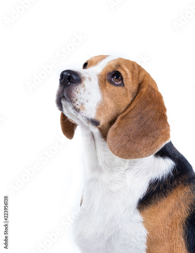 beagle dog isolated on white background