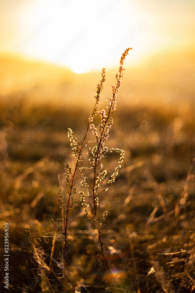 Fototapeta premium field of wheat