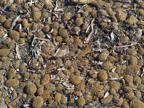 Dry seaweed on the beach