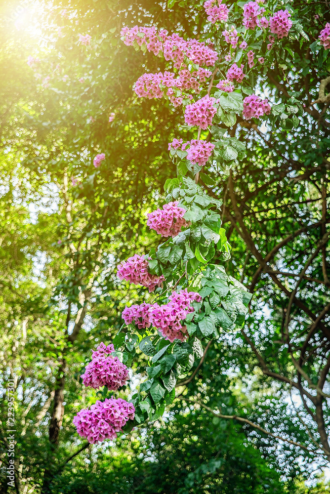 Fototapeta premium Beautiful purple bougainvillea