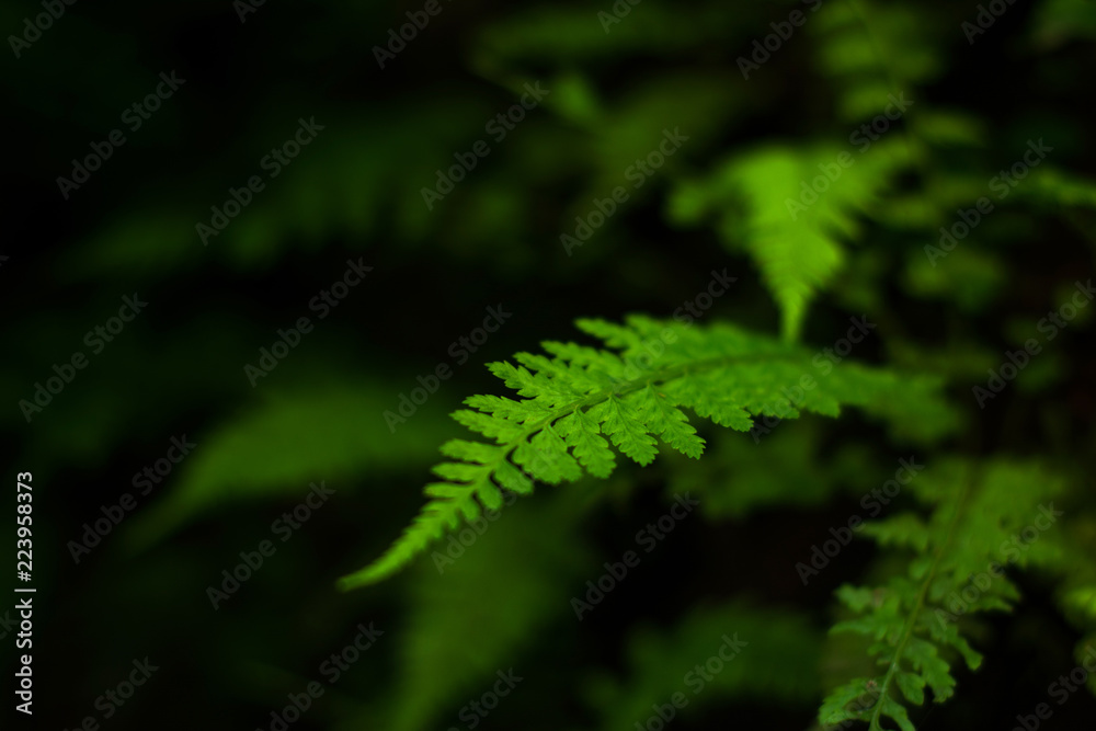 Save Nature, Green leaf, beautiful green nature background