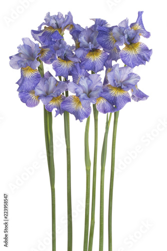 Fototapeta Naklejka Na Ścianę i Meble -  iris flower isolated