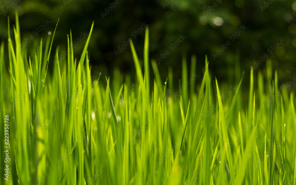 Green Grass rise field, light green background Stock Photo | Adobe Stock