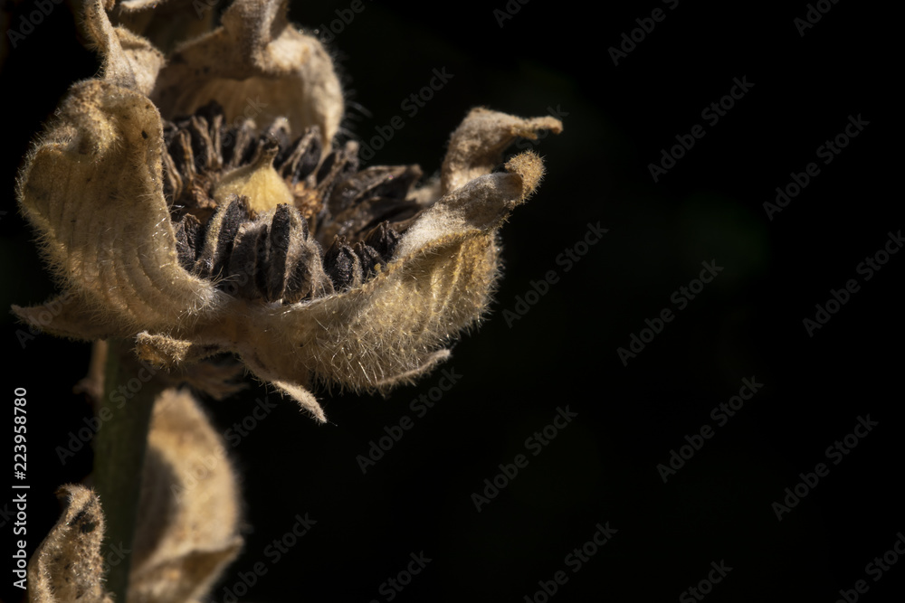 Obraz premium Bauernrose