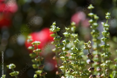 basil seeds