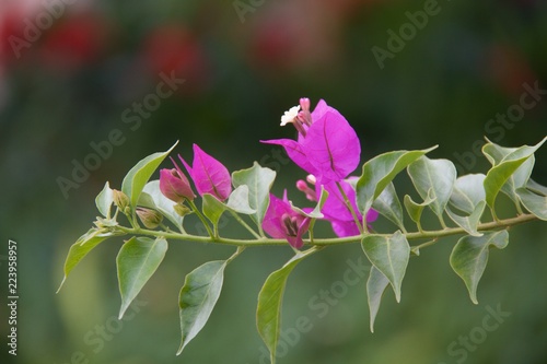 bougainvillea flower 