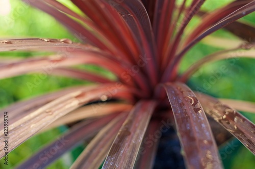 cordyline leaves 