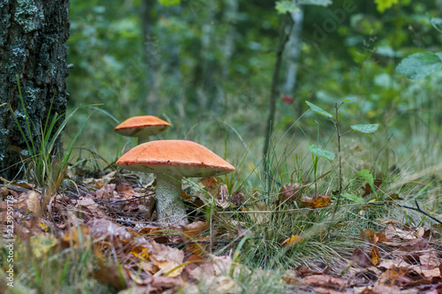 Two big leccinum mushrooms grows in forest near the tree. Orange cap boletus grow in wood. Beautiful edible autumn bolete