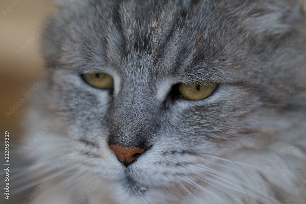 old cat old cat