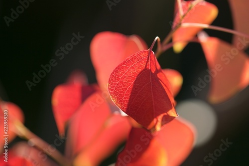 sapium leaves photo