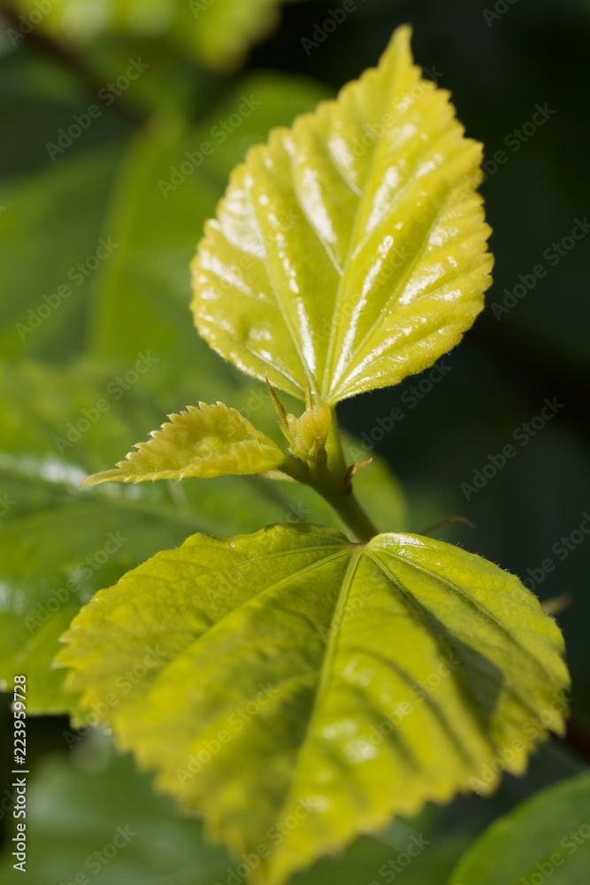hibiscus shoot hibiscus shoot