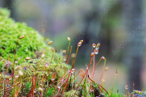 Closeup of Moss with dew drops