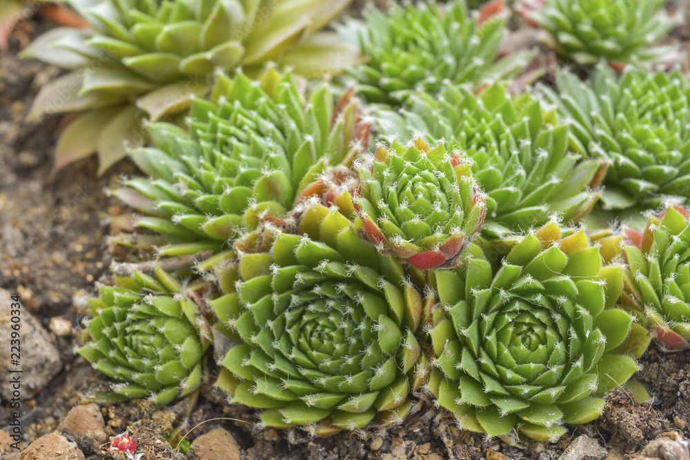 Fototapeta premium colored succulents close-up, top view