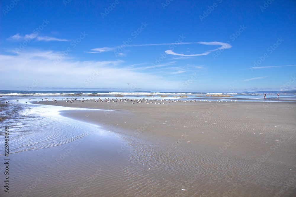 Coastal Ocean Beach Blue Sky Clouds Reflections and Sea Birds 
