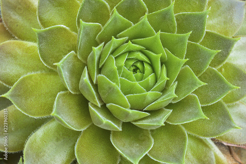 bright green succulent rosettes close-up