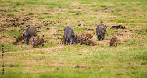 viele Wildschweine fressen auf einer Wiese