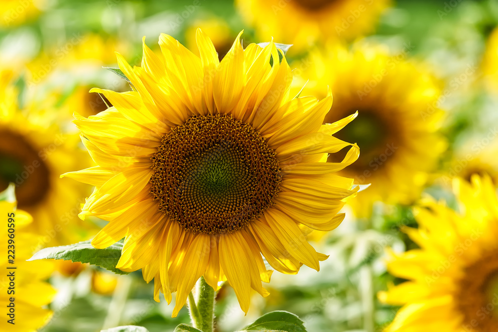 Sonnenblumen Sonnenblumen