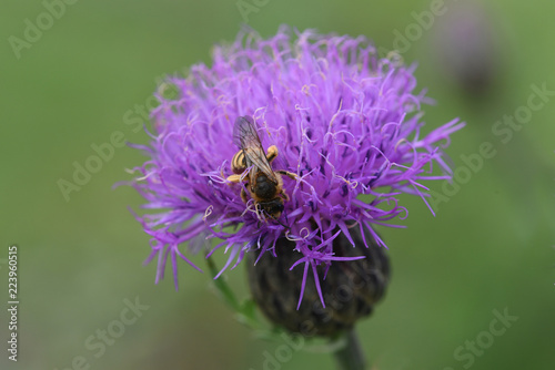 Faerberscharte, Serratula, tinctoria, Biene © Ruckszio