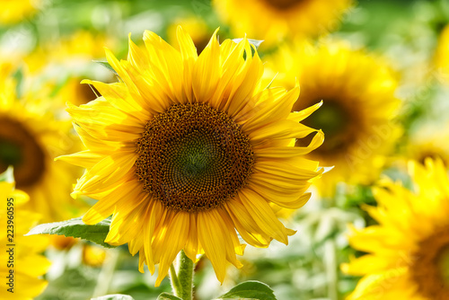Fototapeta Naklejka Na Ścianę i Meble -  Sonnenblumen