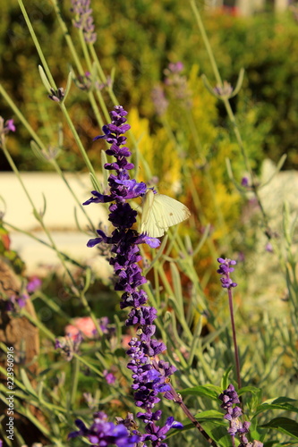 Fototapeta Naklejka Na Ścianę i Meble -  Lavender in autumn with a white butterfly 
