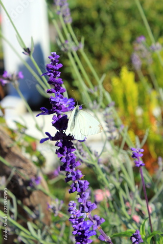 Fototapeta Naklejka Na Ścianę i Meble -  Lavender in autumn with a white butterfly 