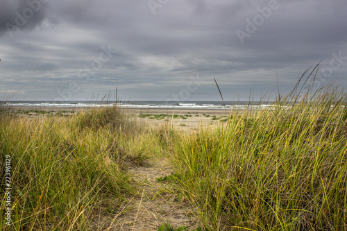 Sea Grass Coastal Beach Path with Cloudy Sky
