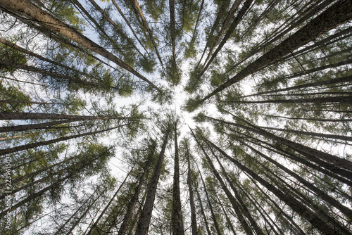 Obraz Widok perspektywiczny wysokiego lasu sosnowego zbiegającego się z niebem