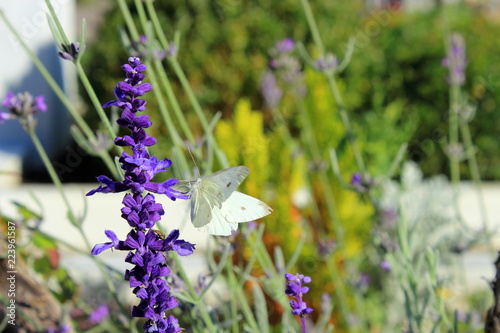 Fototapeta Naklejka Na Ścianę i Meble -  Lavender in autumn with a white butterfly 