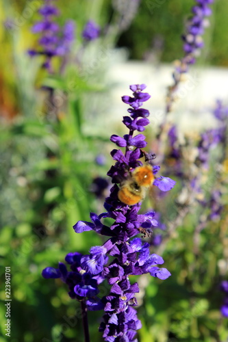 Fototapeta Naklejka Na Ścianę i Meble -  Lavender in autumn with a bumblebee 