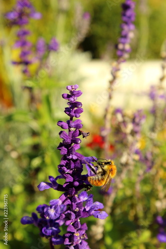 Fototapeta Naklejka Na Ścianę i Meble -  Lavender in autumn with a bumblebee 