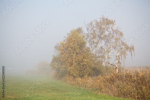 Bäume im Herbst