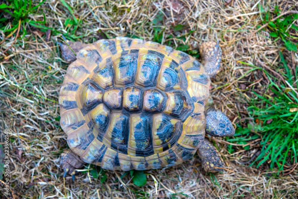 turtle in front of white background turtle in front of white background