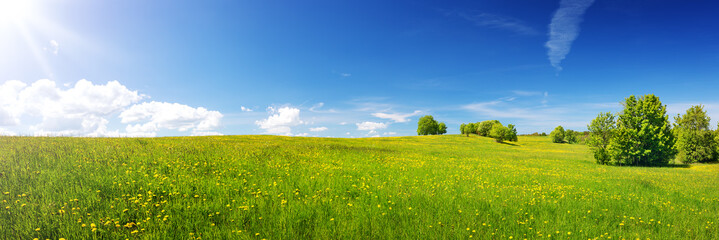Green field with yellow dandelions and blue sky. Panoramic view to grass and flowers on the hill on sunny spring day