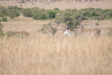 Eland in Masai Mara, Kenya.