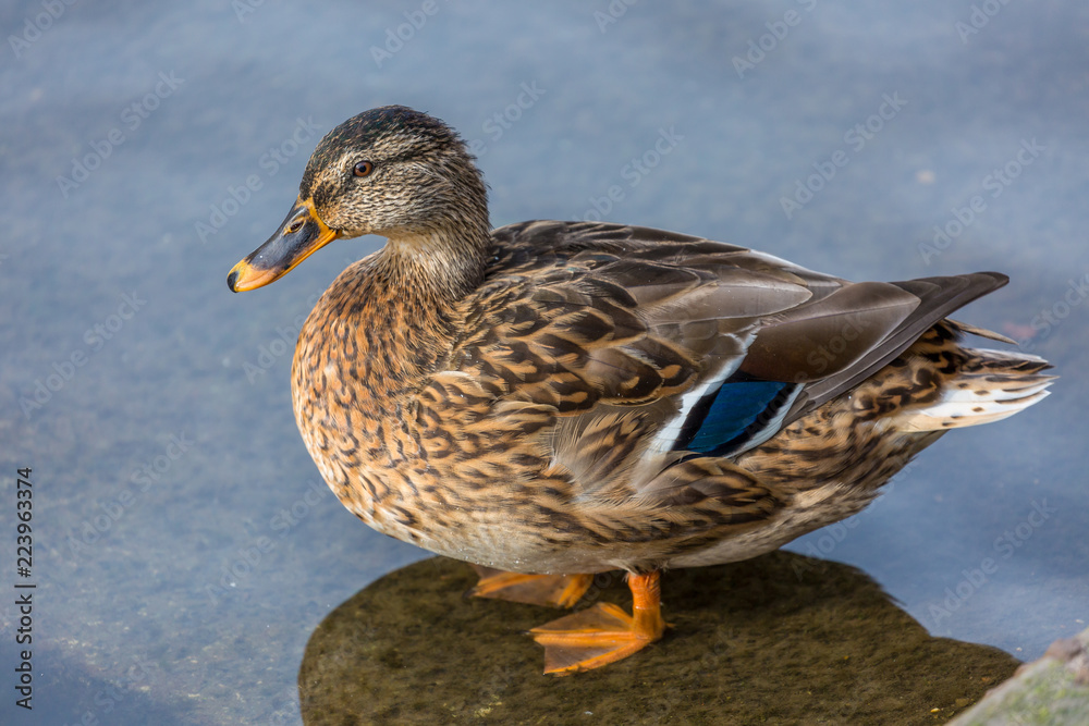 duck on water
