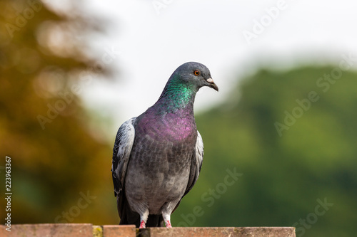 Pigeon © rninov