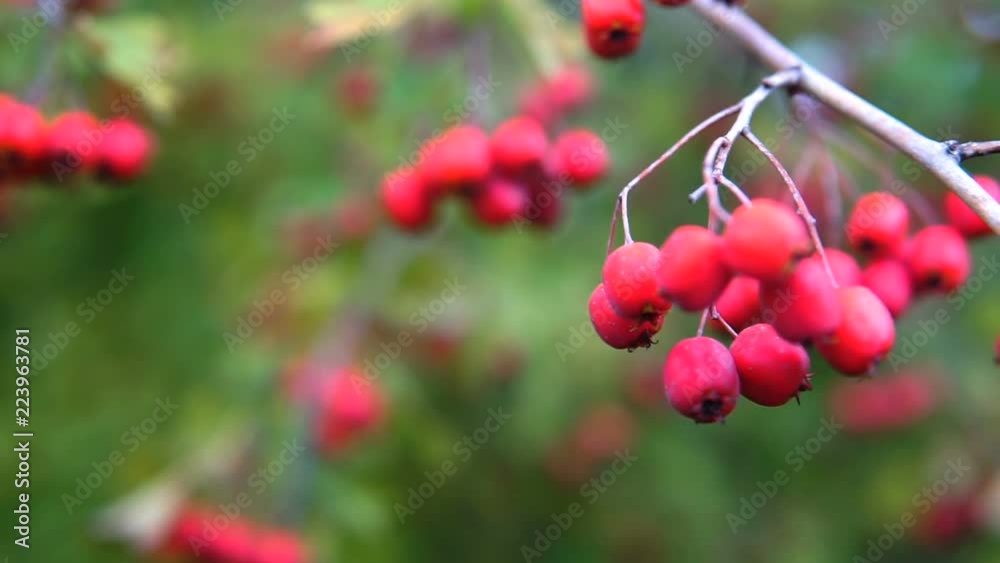 Red berries on thorny branches Red berries on thorny branches