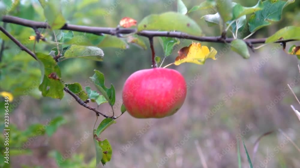 Apple trees with red apples. Apple trees with red apples.