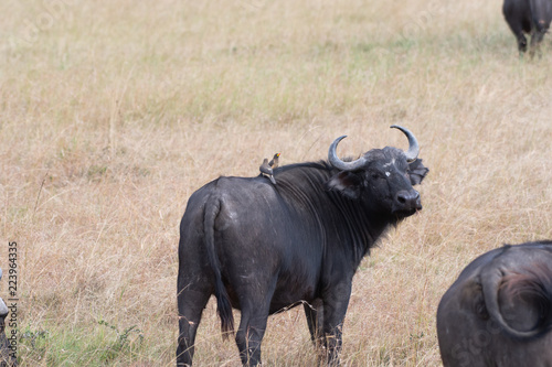 African buffalo with yellow-billed oxpeckers on the back  in Masai Mara  Kenya.